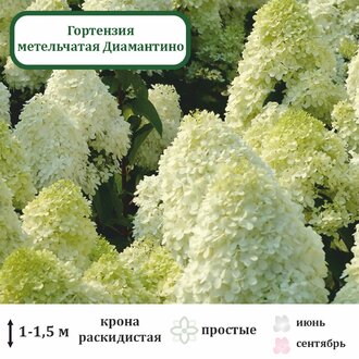 Гортензия метельчатая Диамантино