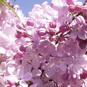 Сирень обыкновенная Аделина