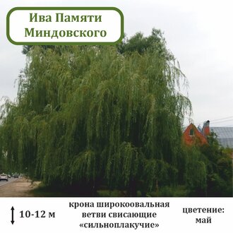 Ива Памяти Миндовского