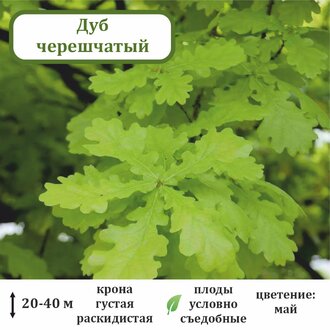 Дуб черешчатый