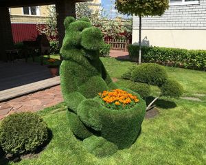 Топиари Медведь с корзиной